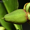 Rhizophora stylosa (Red Mangrove) ヤエヤマヒルギ in Lake Street<br />Canon KDX (400D) + EFS60 F2.8 + SPEEDLITE 380EX